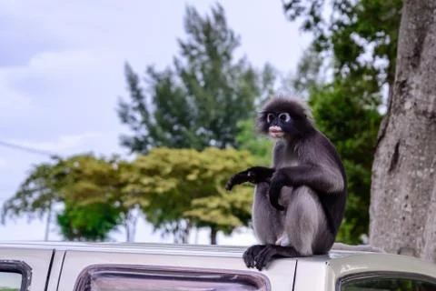 Dusky leaf monkey, Dusky langur, Spectacled langur. Stock Photos