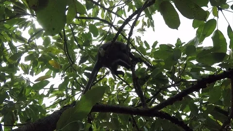 Dusky leaf monkey eating on a baccaurea fruit tree, Perhentian Islands, Malaysia Stock Footage 156179068