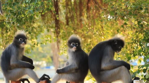 Dusky Leaf Monkey eating food Vídeo Stock 62231334
