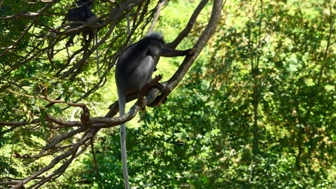 Dusky leaf monkey  eating food and sitting on tree Stock Footage 261937084