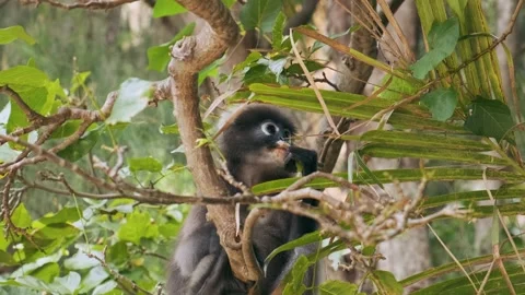 Dusky Leaf Monkey eating green leaves while sit on tree branch in tropical Stock Footage 282920372