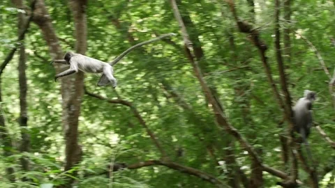 Dusky leaf monkey family-jumping Stock Footage 130187546
