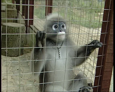Dusky Leaf Monkey Stock Footage 11206790