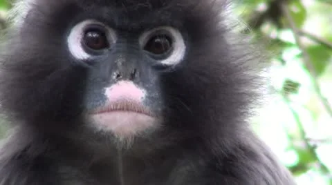 Dusky leaf monkey Stock Footage 12104282