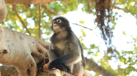 Dusky leaf monkey 库存影片 24130100