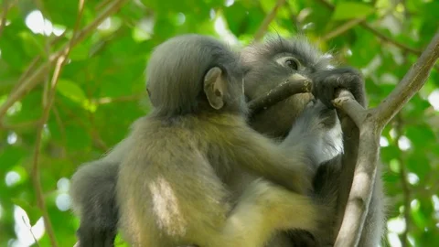The dusky leaf monkey Video stock 87218291