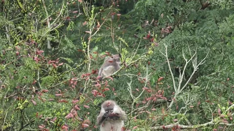 Dusky leaf monkey foraging and eating pod seed of yellow flame tree. 스톡 동영상 255887784