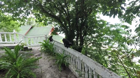 Dusky leaf monkey goes on the terrace railing, Perhentian Islands, Malaysia Stock Footage 156236771