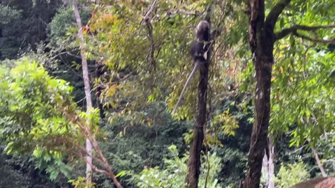 Dusky leaf monkey grabs a fruit and climbs up tree branches 스톡 동영상 212601015