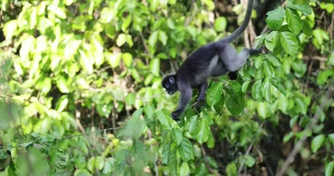 Dusky Leaf Monkey group move in tree in rainforest close up Stock Footage 331726589