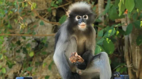 Dusky leaf monkey HD 库存影片 10920629