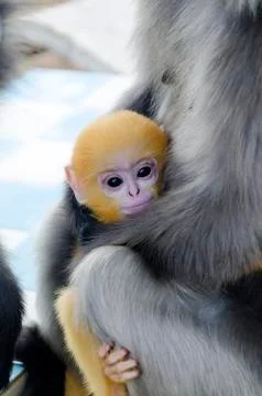 Dusky leaf monkey in the hug of mother Stock-Fotos