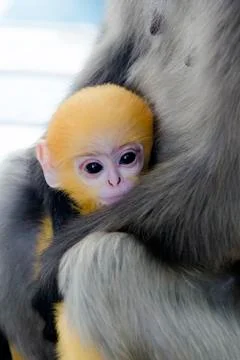 Dusky leaf monkey in the hug of mother Stock Photos