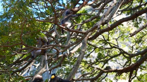Dusky leaf monkey with infant eating food and sitting on tree Stock Footage 260782479