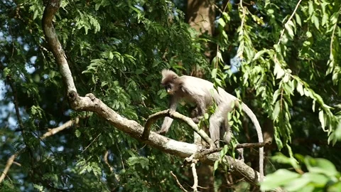 Dusky leaf monkey-jump-slow Stock Footage 130188261
