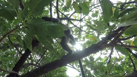 Dusky leaf monkey jumping on a baccaurea fruit tree, Perhentian, Malaysia Stock Footage 156254588
