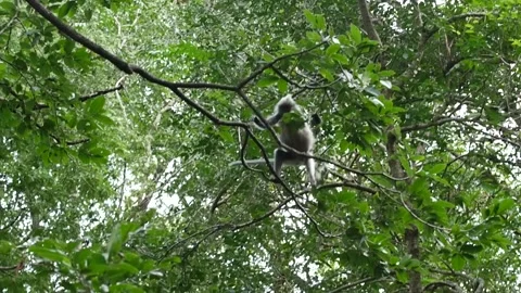 Dusky leaf monkey-jumping-climbing-thailand-slow-HD-mp4 Stock Footage 130307106