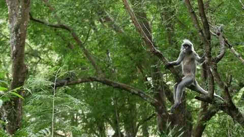 Dusky leaf monkey-jumping-sitting Stock Footage 130307201