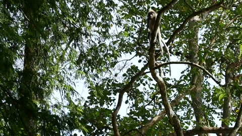 Dusky leaf monkey-jumping-slow Stock Footage 130307778