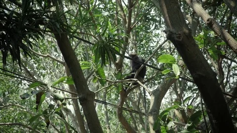 Dusky leaf monkey jumping on a tree. Eat banana wild life Stock Footage 74733349