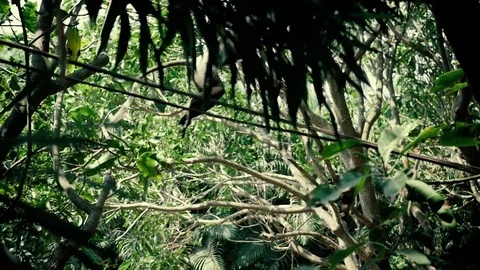 Dusky leaf monkey jumping on a tree. Eat banana wild life Stock Footage 74733392