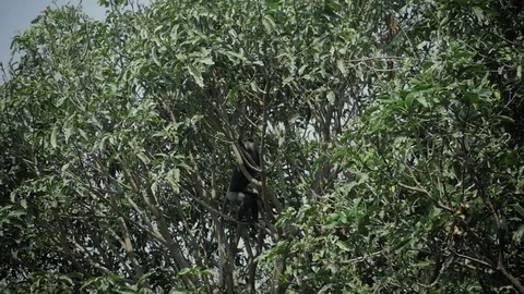 Dusky leaf monkey jumping on a tree. Eat banana wild life Stock Footage 74733416