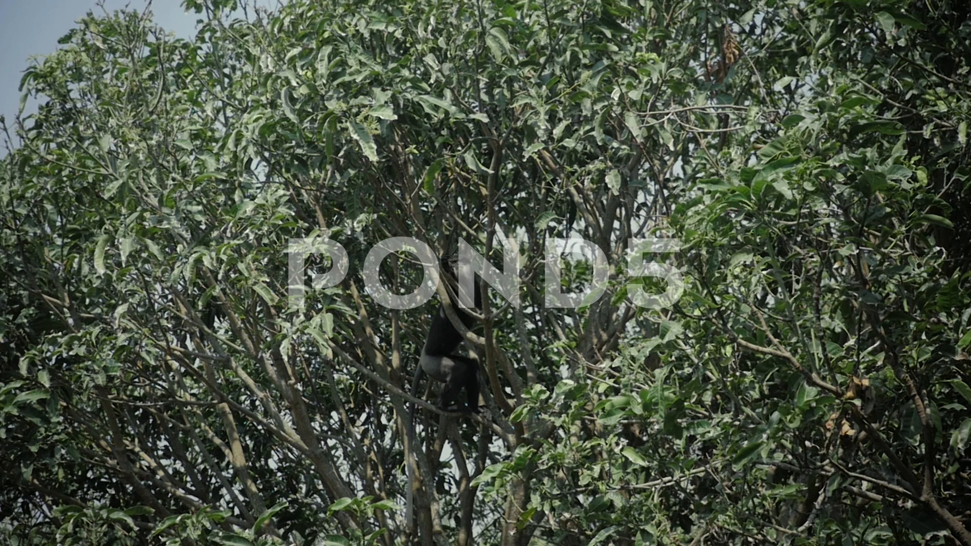 Dusky leaf monkey jumping on a tree. Eat, Stock Video