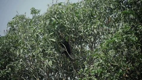 Dusky leaf monkey jumping on a tree. Eat banana wild life Stock Footage 74733455