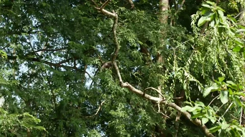 Dusky leaf monkey-jumping in trees Stock Footage 130188335