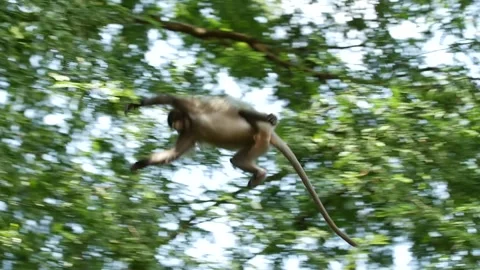 Dusky leaf monkey-jumps-slow Stock Footage 130307851