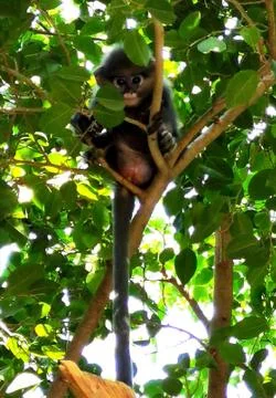 Dusky leaf monkey juvenile Stock Photos
