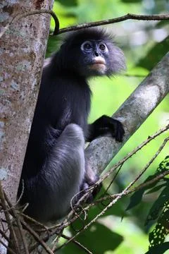 Dusky Leaf Monkey in Kaeng Krachan National Park, Thailand Stockfoto's