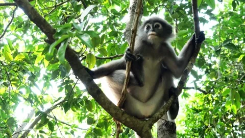 Dusky leaf monkey at Khao Sam Roi Yot National Park , Thailand Stock Footage 132681225