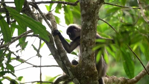 Dusky Leaf Monkey Looking Out From Behind Branches Stock Footage 339898334