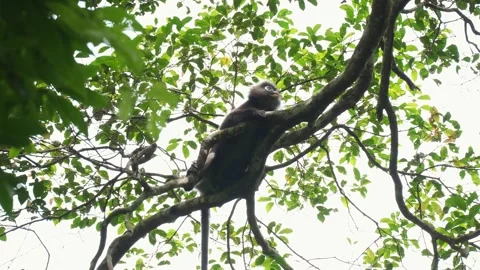 Dusky Leaf Monkey Lounging on High Rainforest Branch Stock Footage 345022505