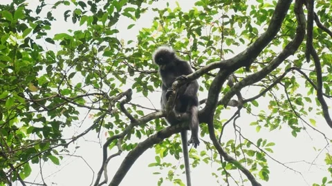 Dusky Leaf Monkey Lounging on Tree Branch Among Rainforest Foliage Stock Footage 345022471