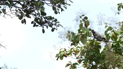 Dusky leaf monkey-mother and baby jumping in tree Stock Footage 130311752