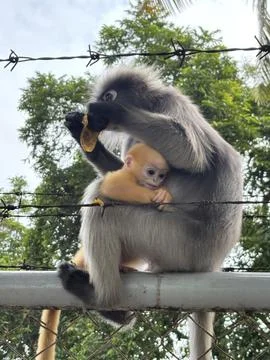 Dusky Leaf Monkey Mother with Bright Orange Infant on Barbed Wire Fence Stock Photos