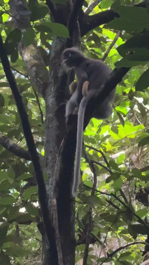 Dusky Leaf Monkey Mother Carrying Golden Baby Infant in Rainforest Tree Stock Footage 340484757