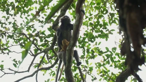 Dusky Leaf Monkey Mother Carrying Orange Baby Climbing Tree Stock Footage 345022526