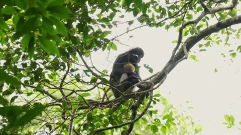 Dusky Leaf Monkey Mother Cradling Golden Infant on Tree Branch Stock Footage 345022479