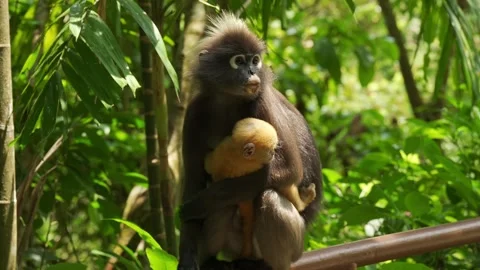 Dusky Leaf Monkey Mother Hugging Her Golden Infant Stock Footage 345023853