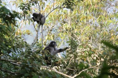 Dusky leaf monkey in nature Stock Photos