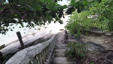 Dusky leaf monkey near the beach, Perhentian Islands, Malaysia Stock Footage 156339011