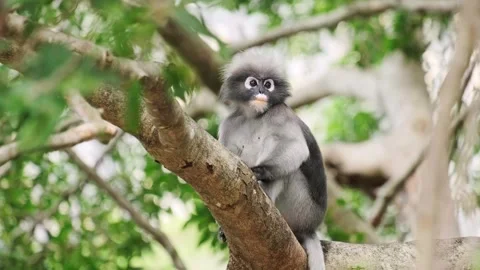 Dusky leaf monkey or Dusky langur in tropical rainforest Stock Footage 263321755
