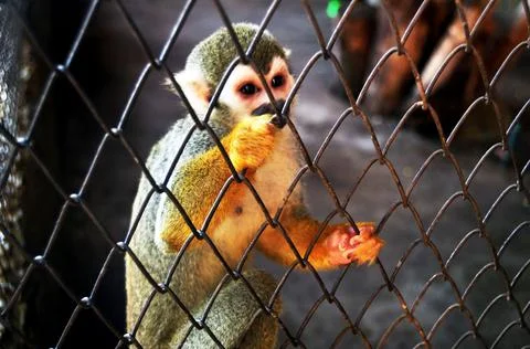 Dusky leaf monkey or spectacled langur in cages of Zoo and Aquarium Bueng Cha Stock Photos