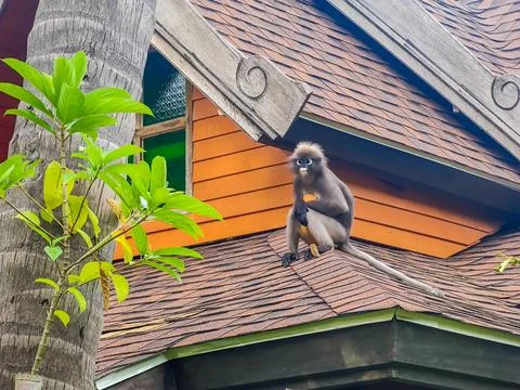 The dusky leaf monkey or spectacled langur sitting on the roof with a newborn Stock-Fotos