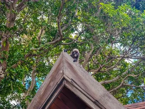 The dusky leaf monkey or spectacled langur sitting and hiding on the roof Stockfoto's