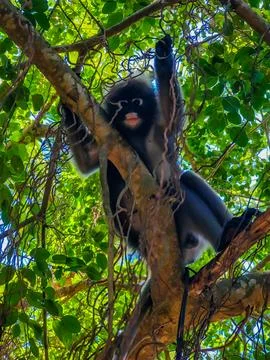 The dusky leaf monkey or spectacled langur sitting on the tree branches 스톡 사진