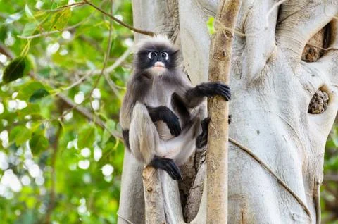 Dusky leaf monkey or trachypithecus obscurus on tree Stock Photos